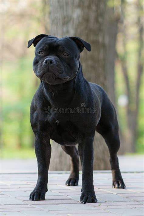 Beautiful Black Dog of Staffordshire Bull Terrier Breed Stands in Green ...