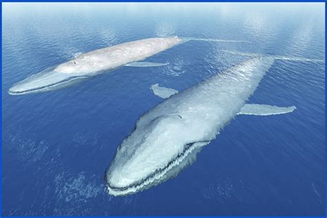 Blue Whale Facts: Breathtaking Gentle Giants of the Ocean - Animal Sake