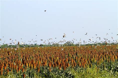 Mexico White Wing Dove Hunting - Ramsey Russell's GetDucks.com