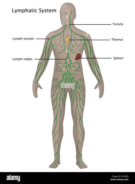 Lymphatic System Labeling Worksheet