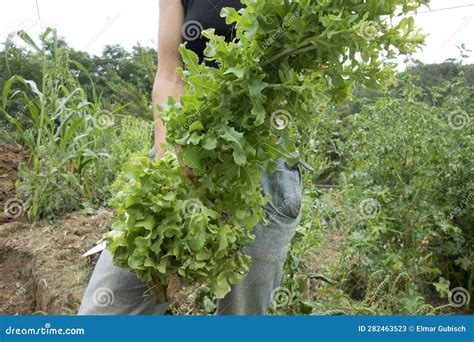 Harvesting Green Lettuce on a Field Stock Image - Image of earth ...