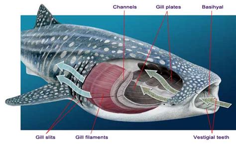 Whale Shark Anatomy Diagram