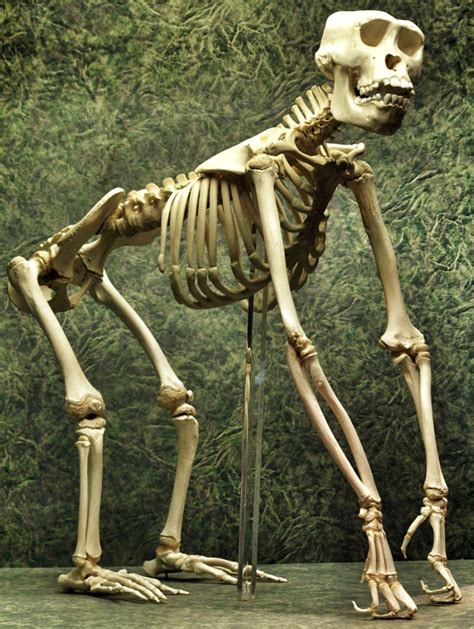 Young gorilla skeleton. | Animal skeletons, Animal bones, Bones