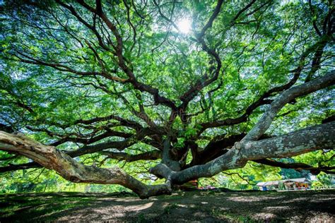 Large Samanea saman tree stock image. Image of long - 117348521