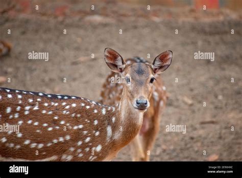 The chital (Axis axis), also known as spotted deer, chital deer, and ...