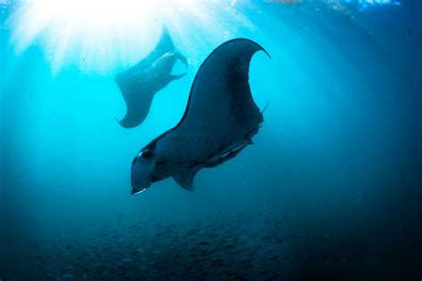 How do Manta Rays Reproduce? - Manta Ray Advocates Hawaii