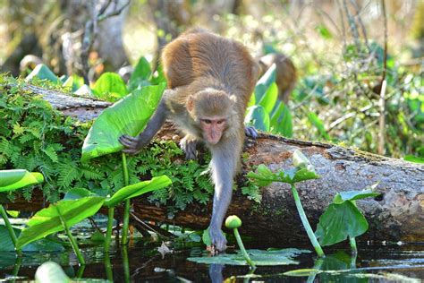 Monkeys of Silver Springs State Park Predicted to Double Their Population