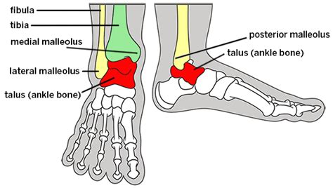 Malleolus Anatomy - Anatomical Charts & Posters