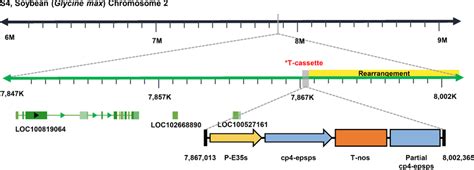 Schematic diagram of the whole structure and arrangement of transgene ...