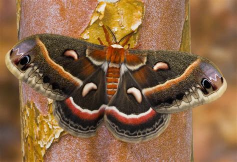 Characteristics of Giant Silkworm Moths and Royal Moths