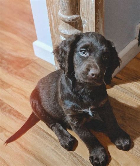 Beagle / Cocker Spaniel Mix | Beagle mix, Beagle mix puppies, Beagle puppy