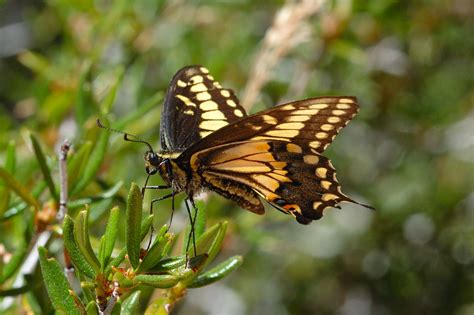 Anise Swallowtail ~ Butterfly of The Earth