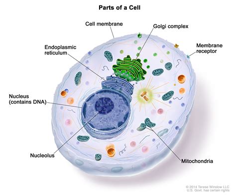 [Solved] Which of the following cell forms the boundary of cytoplasm