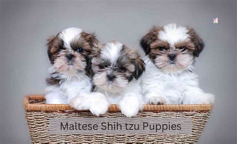 Grooming Your Maltese Shih tzu Puppies: Best Practices and Tips - Dog ...