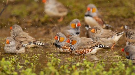 Zebra Finch - The Finches of Serenity | Serenity Aquarium & Aviary Services