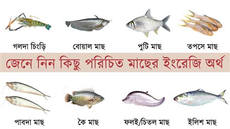 Fish Names Meaning & Picture | Fish Names - English to Bangla | Fish ...