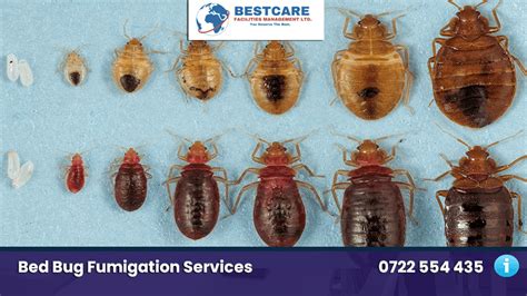 Bed Bug Fumigation Services in Kiambu: Effective Methods to Eliminate ...