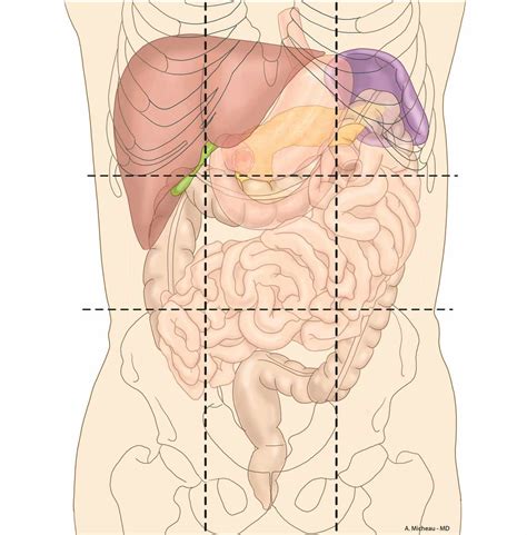 Show Anatomy Of The Colon