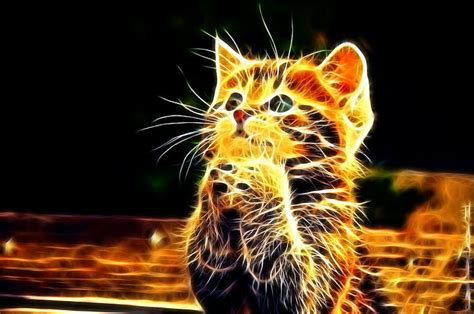 200+ Wallpaper Hd Keren Kucing - MyWeb