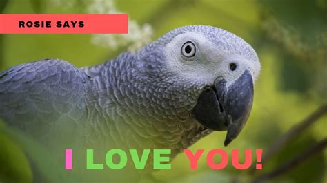 African Grey Parrot Talking - African Grey Talking And Doing Sound ...