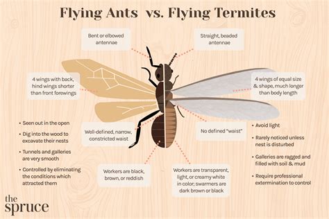 Termite Size Chart