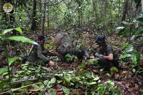 Critically endangered Sumatran rhino born at Indonesian sanctuary – USA ...