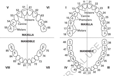 Tooth numbering in the primary dentition (LHS) and permanent dentition ...