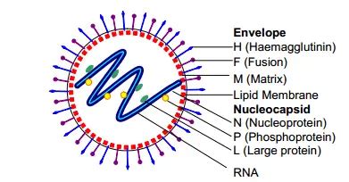 Measles virus: Structure, Pathogenesis, Lab Diagnosis – Microbe Online