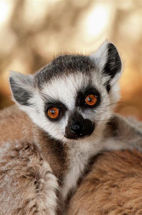 Ring-tailed Lemur Baby Photograph by Tony Camacho/science Photo Library ...