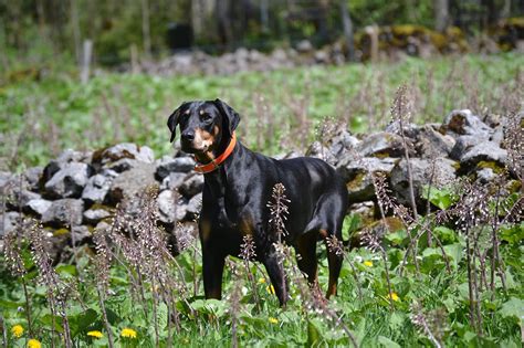 Doberman Training Tips and Tricks To Ensure Success