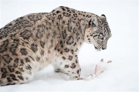 Snow Leopard With His Prey - Feline Facts and Information