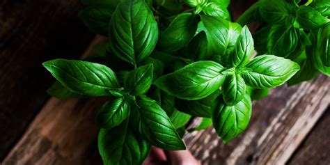 How to Grow Basil Outdoors and in a Pot