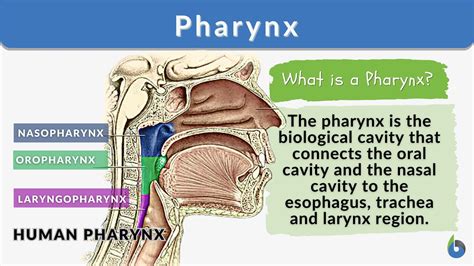 Pharynx Larynx Trachea Esophagus