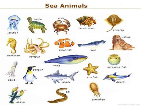 sea-animals-image-2.jpg 1,024×768픽셀 | English course, Learn english ...