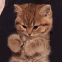 Kitten Waving GIF - Kitten Waving Hi - Discover & Share GIFs