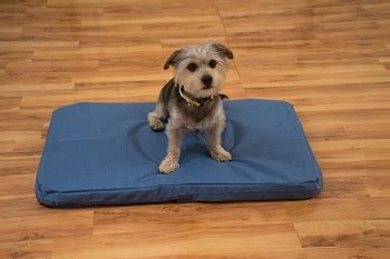 Best 6 Orthopedic Crate Pads (Beds) Ensuring Healthy Life