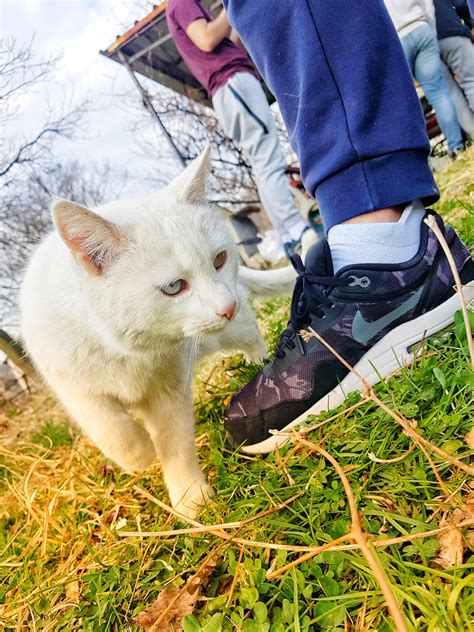 Albino cat with blue and yellow eyes : r/aww