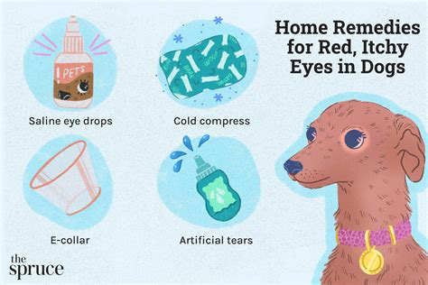 At-Home Remedies For Red, Itchy Eyes In Dogs | atelier-yuwa.ciao.jp