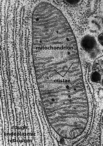 BIOL 230 Lecture Guide - Electron Micrograph of Mitochondria