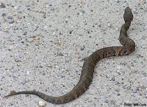 COTTONMOUTHS VS WATER SNAKES IN HABITAT ~ planetanimalzone