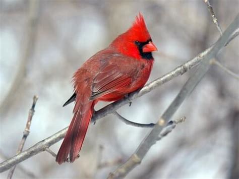 NestWatch | Northern Cardinal - NestWatch