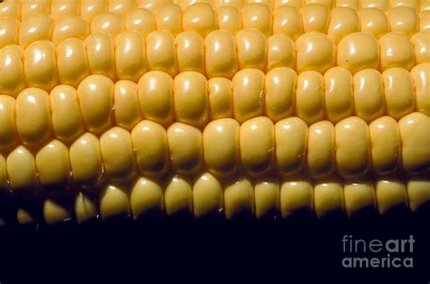 Rows of Corn Photograph by Wernher Krutein - Pixels