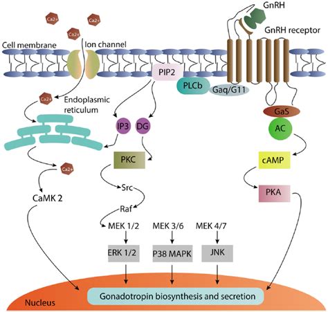 Schematic summary of gonadotropin-releasing hormone intracellular ...