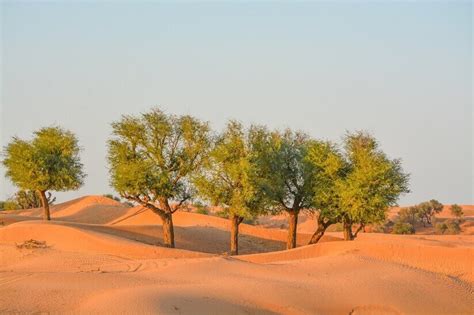 Ghaf Tree UAE | A Back History and Cures