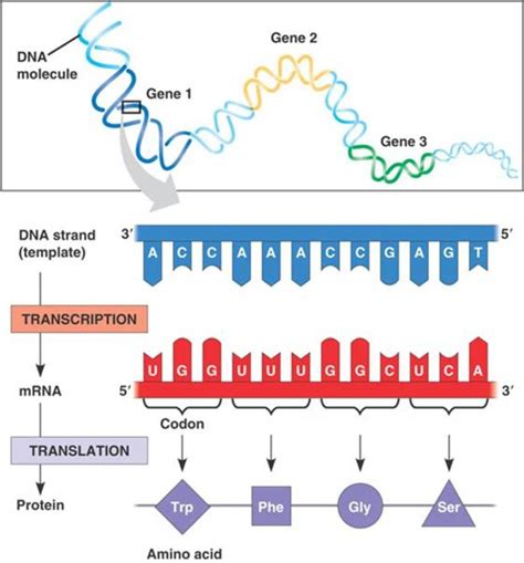 Protein Production: A Simple Summary of Transcription and Translation ...