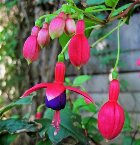 Fuchsia Flowers Free Stock Photo - Public Domain Pictures