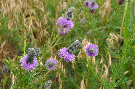 kansas wildflowers: Purple Prairie-clover