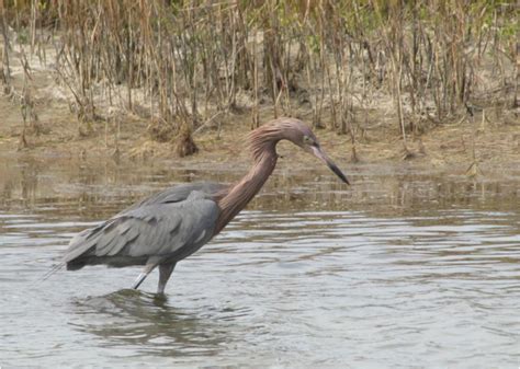 Aransas National Wildlife Refuge, TX - Found Nature