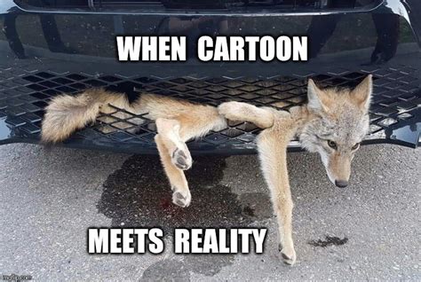 wile e coyote Memes & GIFs - Imgflip