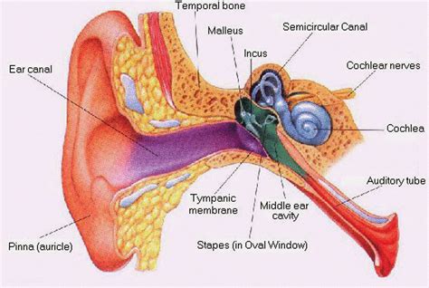 Ear Diagram Labeled Simple